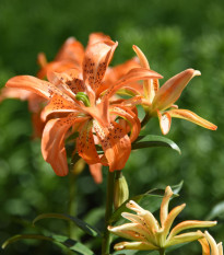 Ľalia Must See - Lilium - cibuľa ľalia - 1 ks