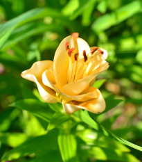 Ľalia Apricot Fudge - Lilium - cibuľa ľalia - 1 ks