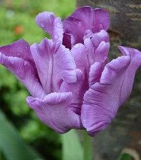 Tulipán Blue Parrot - Tulipa - cibuľoviny - 3 ks