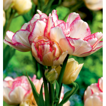 Tulipán Belicia - Tulipa - cibuľoviny - 3 ks