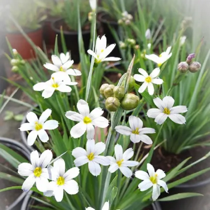 Badil úzkolistý biely - Sisyrinchium angustifolium album - predaj semien - 20 ks