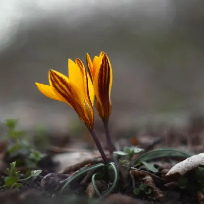 Krókus širokolistý - Crocus angustifolius - hľuzy krókusu - 3 ks