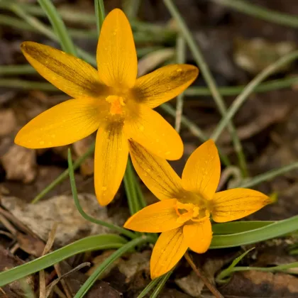 Krókus širokolistý - Crocus angustifolius - hľuzy krókusu - 3 ks