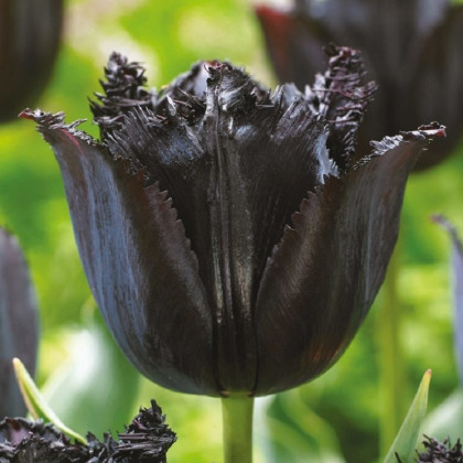 Tulipán Fringed Black - Tulipa - cibuľa tulipánu - 3 ks