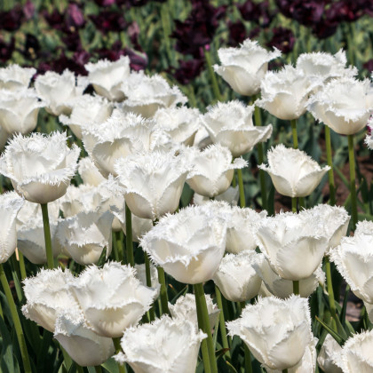Tulipán Honeymoon - Tulipa - cibuľa tulipánu - 3 ks