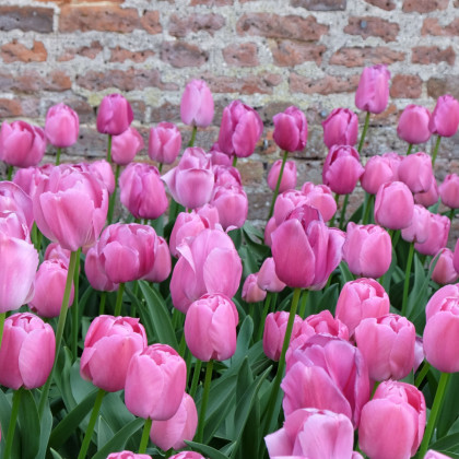 Tulipán Purple Pride - Tulipa - cibuľa tulipánu - 3 ks
