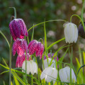 Korunkovka strakatá - Fritillaria meleagris - cibuľoviny - 3 ks