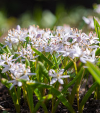 Scila ružová - Scilla bifolia rosea - cibuľa scily - 3 ks