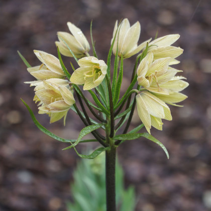 Korunkovka Raddeana - Fritillaria raddeana - cibuľa korunkovky - 1 ks