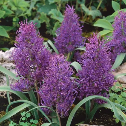 Modrica Plumosum - Muscari comusum - cibuľa modrice - 5ks