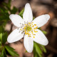 Sasanka hájna - Anemone nemorosa - hľuzy sasanky - 2 ks