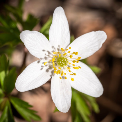 Sasanka hájna - Anemone nemorosa - hľuzy sasanky - 2 ks