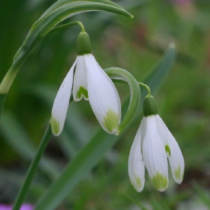 Snežienka viridi-apice - Galanthus nivalis- cibuľa snežienky - 3 ks