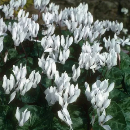 Cyklamén Sowbread - Cyclamen repandum album - hľuzy cyklámenu - 1 ks