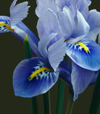 Kosatec sieťkovaný Harmony - Iris reticulata - cibuľky kosatca - 3 ks