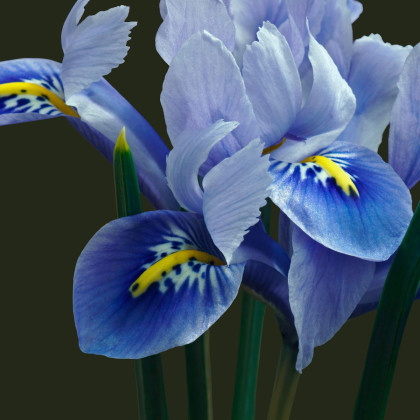 Kosatec sieťkovaný Harmony - Iris reticulata - cibuľky kosatca - 3 ks