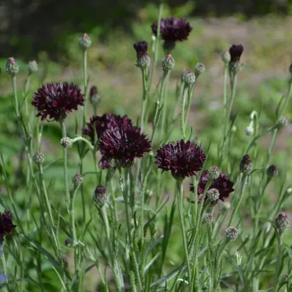 Nevädza čierna - Centaurea cyanus - semená nevädze - 50 ks