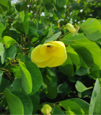 Bauhínia plstnatá - Bauhinia tomentosa - semená bauhínie - 4 ks