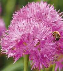 Cesnak Carolinianum - Allium - cibuľa okrasného cesnaku - 3 ks