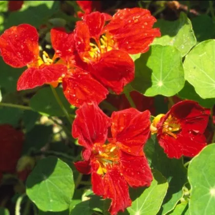 Kapucínka menšia Whirlybird mahagóny - Kapucínka - Tropaeolum mínus - semená kapucínka - 10 ks