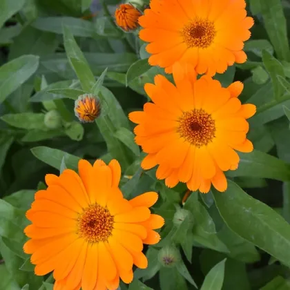 Nechtík lekársky Orange Daisy - Calendula officinalis - semená nechtíka - 60 ks