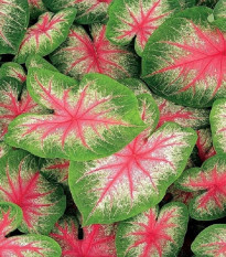 Kaládium Pink Beauty - Caladium bicolor - hľuzy kaládia - 1 ks