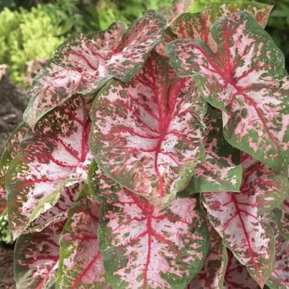 Kaládium Carolyn Whorton - Caladium bicolor - hlízy kaládia - 1 ks