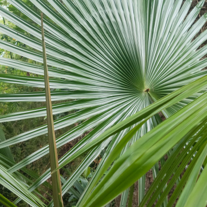 Trachykarpus žinený - Trachycarpus fortunei x princeps - semená palmy - 3 ks