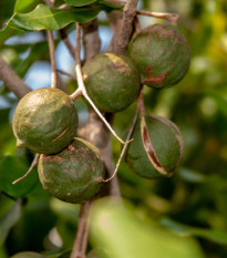 Makadámia - Macademia integrifolia - semená makadámie - 2 ks