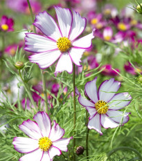 Krasuľka perovitá Tip Top Picotee - Cosmos bipinnatus - semená krasuľka - 40 ks