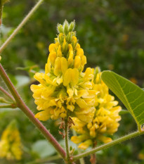 Striebrocist Batanderov Pineapple Broom - Argyrocytisus battandieri - semená striebrocistu - 6 ks