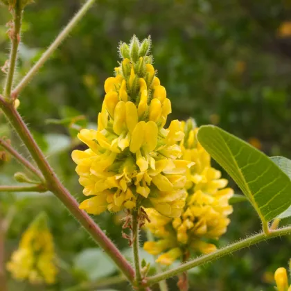 Striebrocist Batanderov Pineapple Broom - Argyrocytisus battandieri - semená striebrocistu - 6 ks