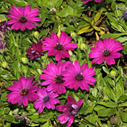 Africká sedmokráska Purple - Osteospermum ecklonis - semená sedmokrásky - 6 ks