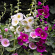 Topoľovka ružová zmes Simplex - Alcea rosea - semená topoľovky - 12 ks