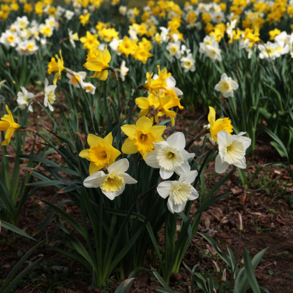 Narcisy zmes - Narcissus - cibuľoviny - 12 ks