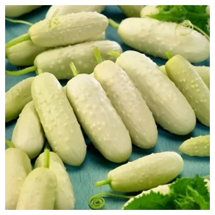 BIO uhorka poľná White Wonder - Cucumis sativus - bio semená uhorky - 10 ks