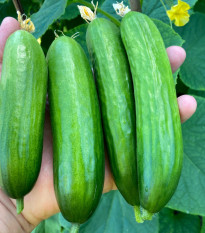 BIO uhorka Mirella - Cucumis sativus - bio semená uhorky - 10 ks