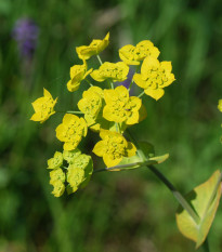 Prerastlík dlholistý - Bupleurum longifolium - semená prerastlíka - 60 ks