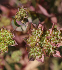 Prerastlík okrúhlolistý - Bupleurum rotundifolium B. griffithii - semená prorastlíka - 60 ks