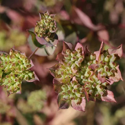 Prerastlík okrúhlolistý - Bupleurum rotundifolium B. griffithii - semená prorastlíka - 60 ks