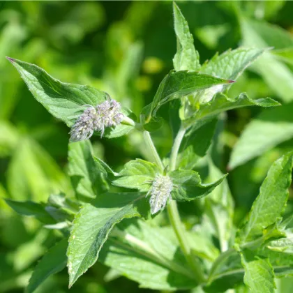 Mäta dlholistá - Mentha longifolia - semená mäty - 20 ks