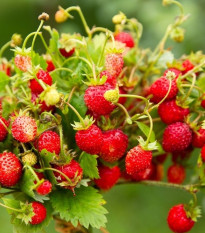 BIO jahody stáleplodiace Reine des Vallées - Fragaria ananassa - semená jahôd - 10 ks