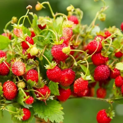 BIO jahody stáleplodiace Reine des Vallées - Fragaria ananassa - semená jahôd - 10 ks