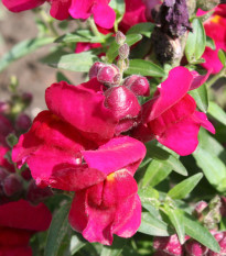 BIO Papuľka väčšia Black Prince - Antirrhinum majus - bio semená papuľky - 20 ks