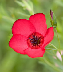 BIO Ľan červený - Linum grandiflorum - semená ľanu - 120 ks