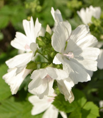 Slez pižmový biely - Malva moschata albumu - semená slezu - 50 ks