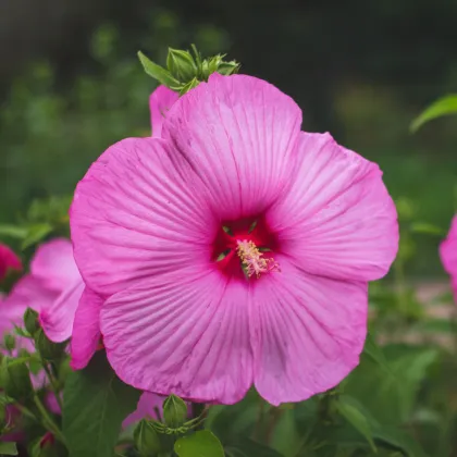 Ibištek bahenný Nippon Rose F1 - Hibiscus moscheutos - semená ibišteka - 5 ks