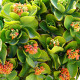 Kalanchoe thyrsiflora - Kalanchoe - semená kalanchoe - 15 ks