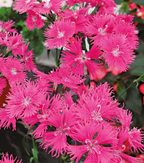 Klinček bradatý Bouquet Purple F1 - Dianthus barbatus - semená klinčeka - 20 ks