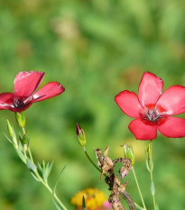 Ľan veľkokvetý červený - Linum grandiflorum - semená ľanu - 140 ks